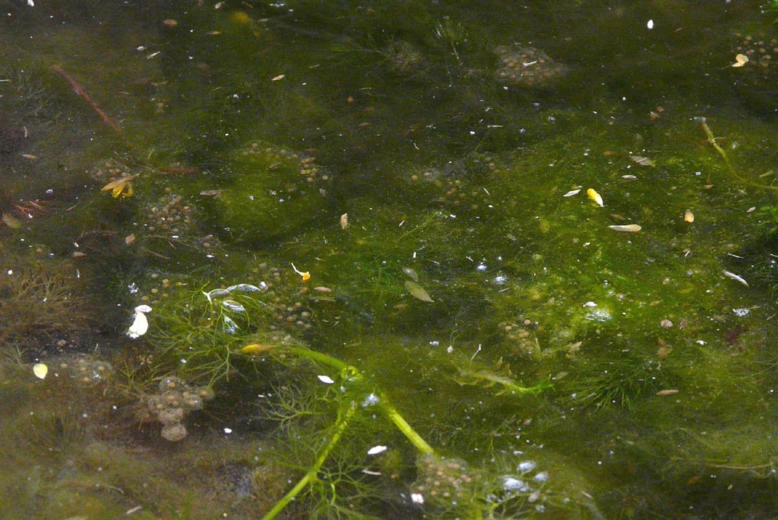 Il Laghetto del Centro di Entomologia - Piombino (LI)